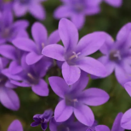 Del Corso Oda ve Kahvaltı 4*