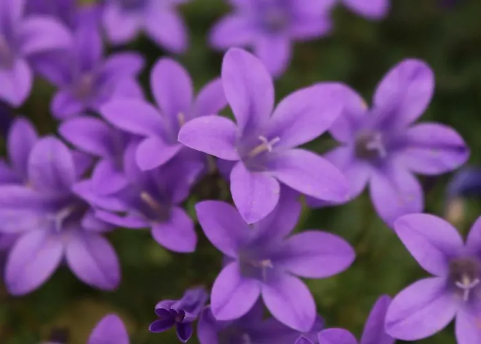 Del Corso Oda ve Kahvaltı 4*